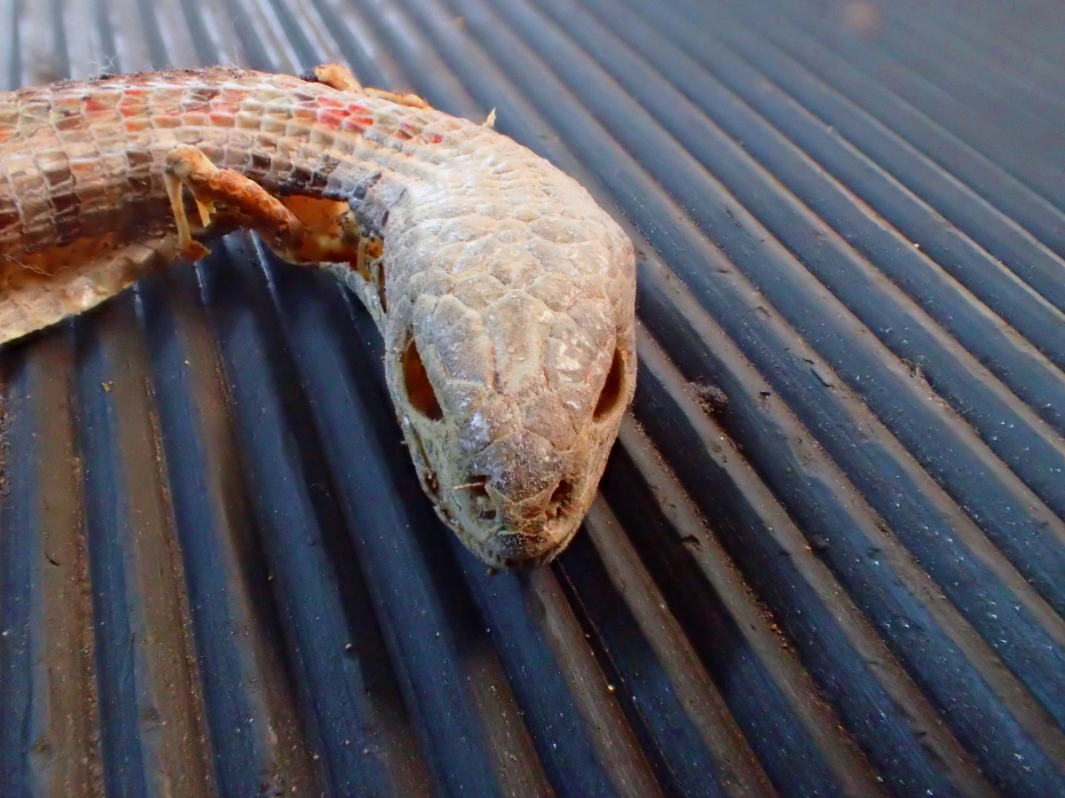 IMG 20200208 01
